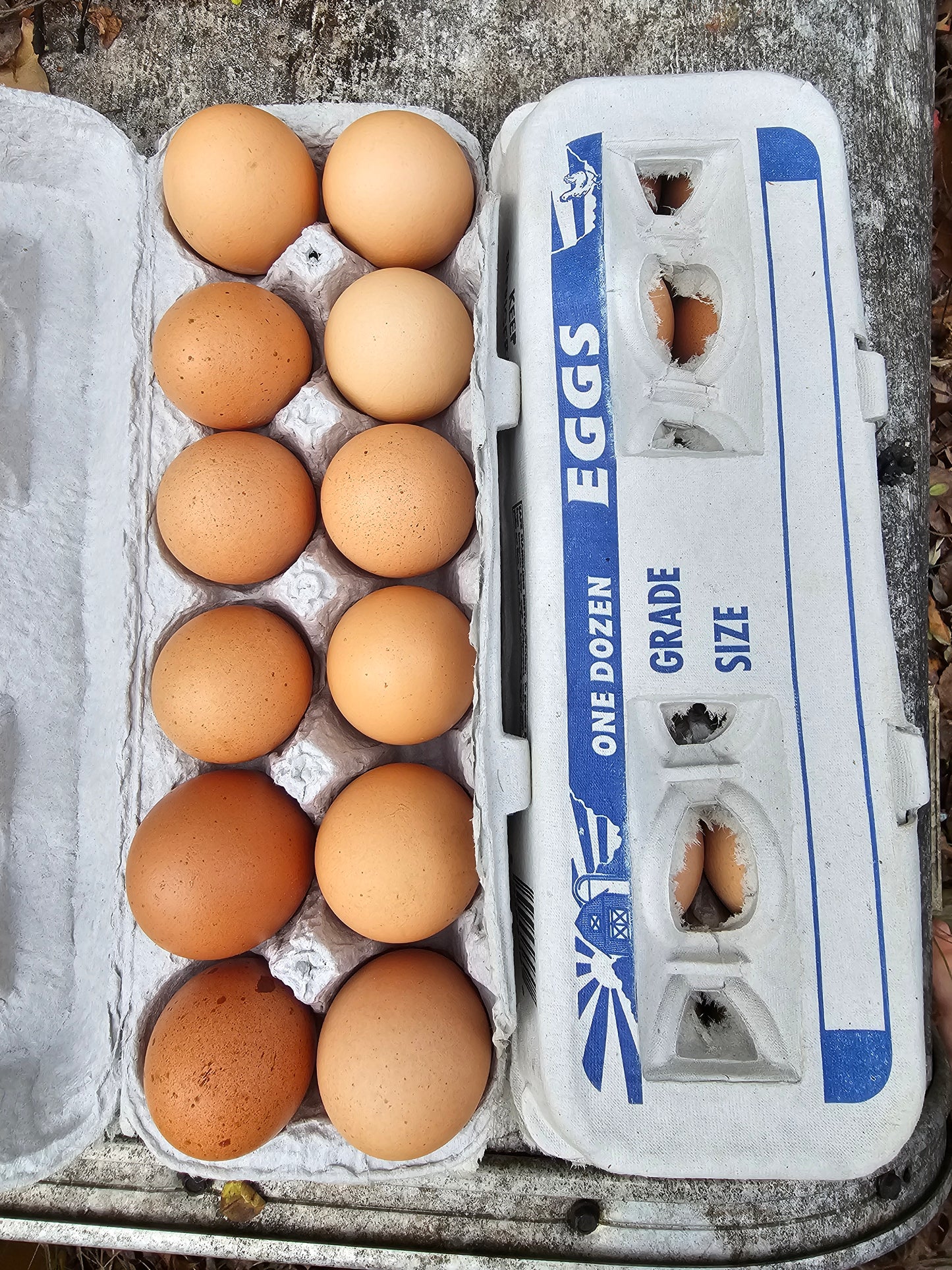 Farm fresh eggs/1 dozen