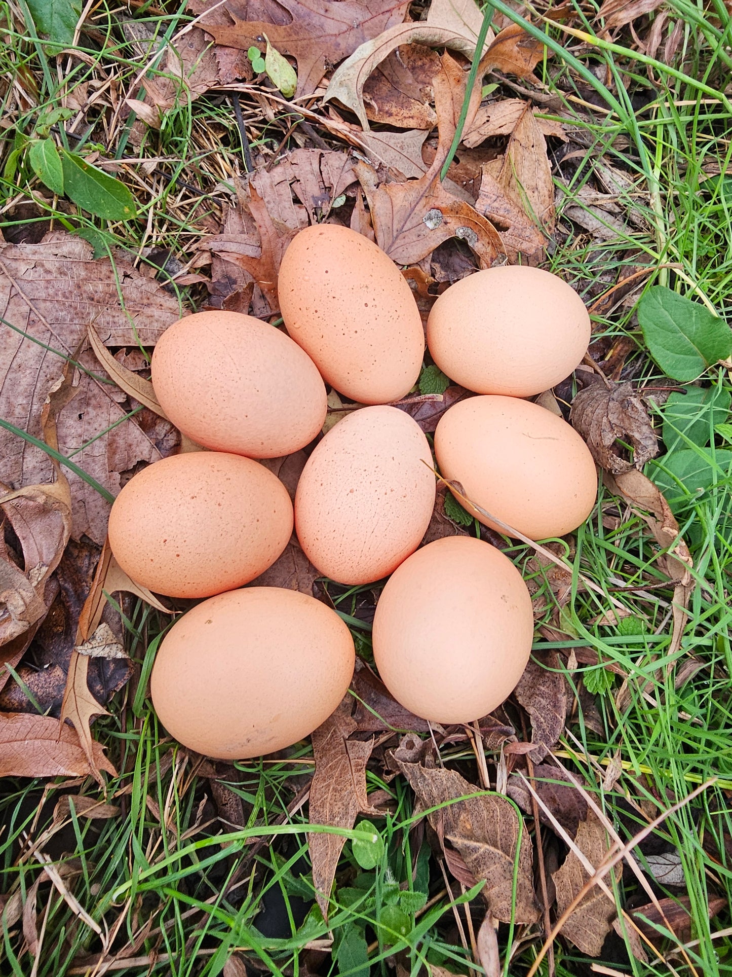 Pasture Grown Eggs/1 dozen