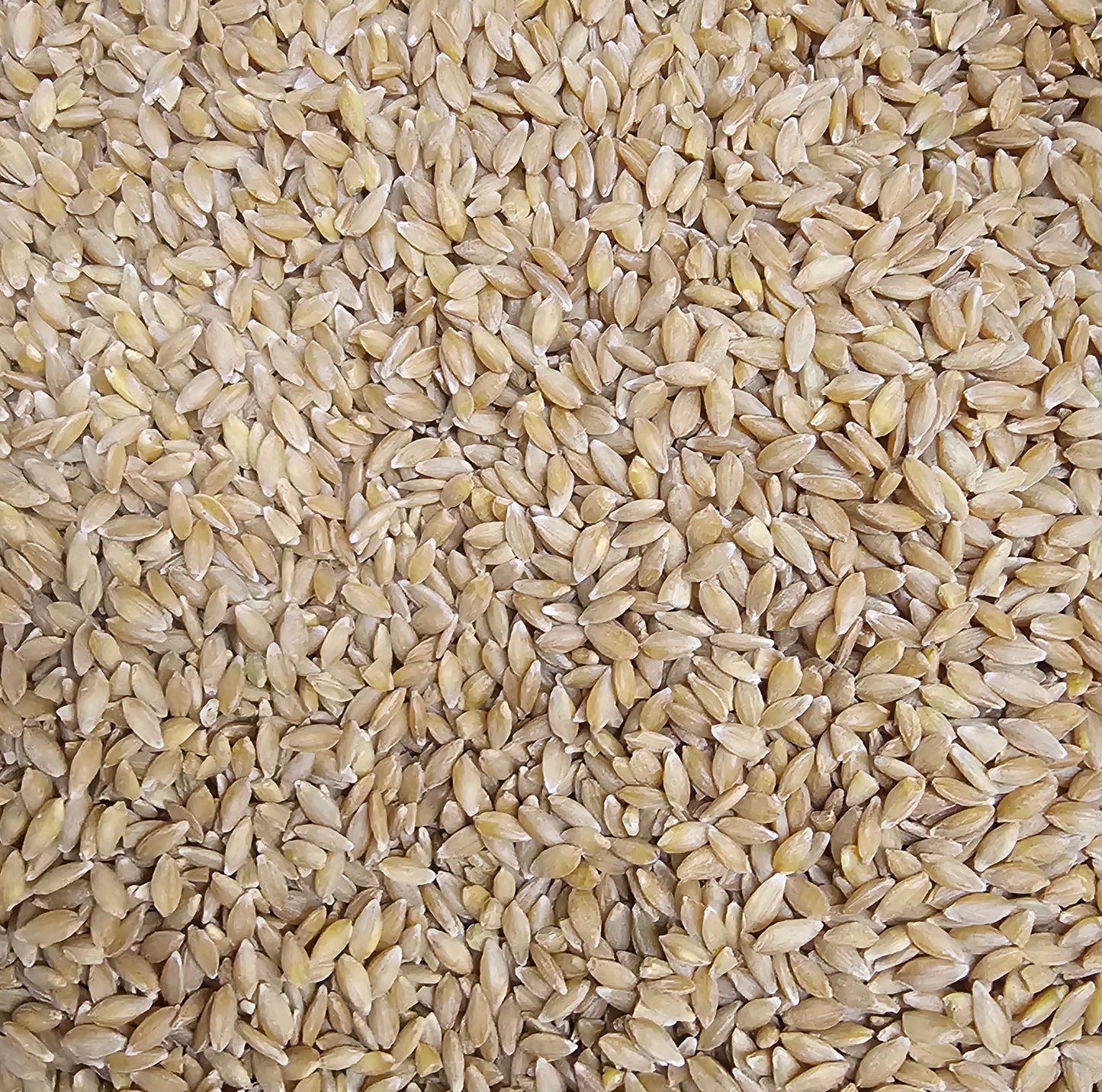 Organic Einkorn Berries