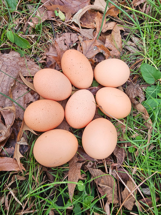 Farm fresh eggs/1 dozen